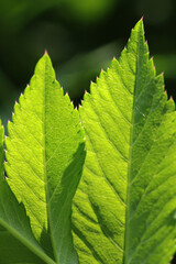 Wall Mural - large green leaf with grass under the bright sun
