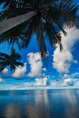 Wall Mural - Calm ocean view and Palm trees, Melekeok state, Palau, Oceania 