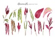 collection of amaranthus watercolor digital illustration