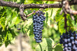 Sangiovese grapes used to produce Brunello di Montalcino