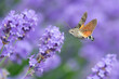 The hummingbird hawk-moth (Macroglossum stellatarum) is a species of hawk moth found across temperate regions of Eurasia. The species is named for its similarity to hummingbirds