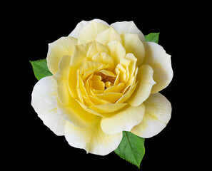 Wall Mural - Isolated beautiful rose flower on black background