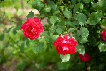 Wall Mural - pink roses in bush in garden