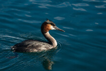 Australasian Crested Grebe, Other Names Southern Crested Grebe, Great Crested Grebe, Swimming In Lake Wanaka, South Island