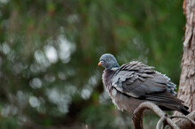 Common Wood Pigeon (Columba Palumbus)in A Tree Branch
