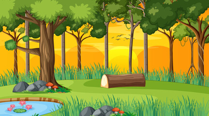 forest landscape scene at sunset time with many different trees