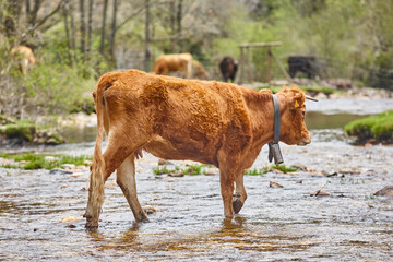 Wall Mural - Young brown cow crossing a creek. Cattle, livestock, farmland