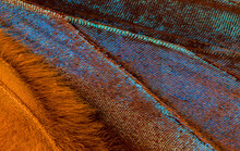 Macro Close Up Of Blue Morpho Butterfly Wings