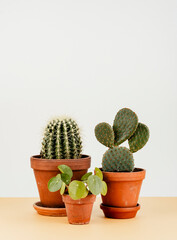 Canvas Print - Group of cactus in flowerpots