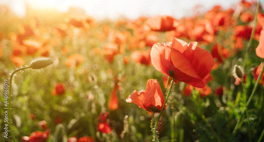 poppy field romantic scene. Romantic horizontal composition for background with  shallow depth of field. Sunny summer evening. Red summer time flowers close up. long banner  - obrazy, fototapety, plakaty 