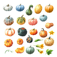 Big Pumpkins Or Squash With Leaves And Flowers Set. Watercolor Hand Drawn Illustration, Isolated  On White Background