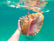 Hand of snorkeling man holding huge conch shell underwater. Concept of travel, vocation and adventure