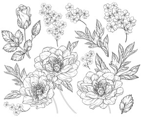 Sticker - Set with peony flowers and leaves. Black and white