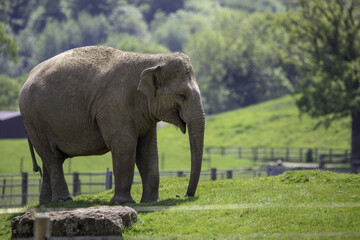 Poster - Beautiful view of an adult elephant walking in ZSL Whipsnade Zoo, United Kingdo