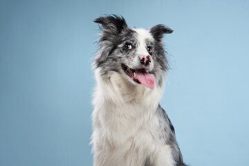 Wall Mural - funny emotional dog, border collie squints and open mouth on a blue background. 