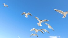 A White Seagull Hover Soaring In The Summer Blue Sky, Bird Flying In Sky Over Coast Of Baltic Sea. Slow Motion