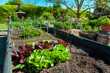 © ImageSine - Residential garden, private vegetable garden. Landscape design in home garden, beautiful landscaping in backyard with raised bed with vegetables plants in springtime. home garden.