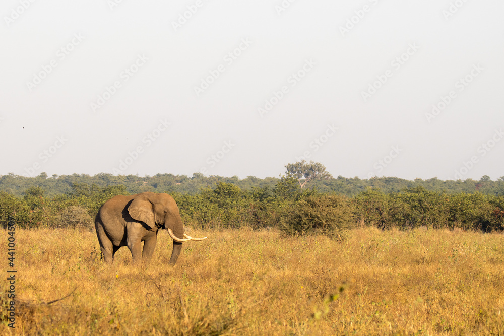 Kruger National Park: elephant