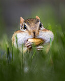 Fototapeta Do przedpokoju - Closeup of a wild chipmunk outdoors eating peanuts