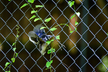 Baby Blue Jay Clinging To Fence-2717