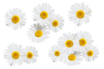 Wall Mural - Daisies isolated on white background, collection