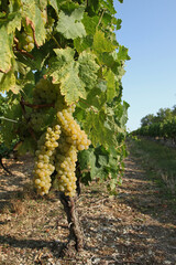 Poster - Grappe de raisin blanc dans un vignoble charentais