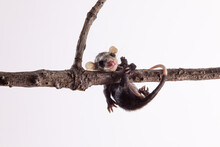 Closeup Shot Of A Big-eared Opossum Hanging From The Tree Branch On A White Background