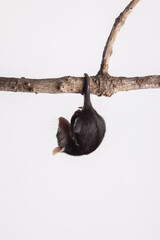 Vertical shot of a Big-eared opossum hanging from the tree branch on a white background