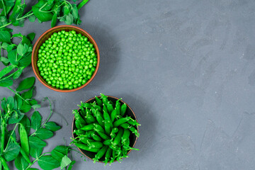 Two bowls of fresh young green peas with stitches and peeled leaves on the background of shoots, sprigs of young green peas on a gray table.