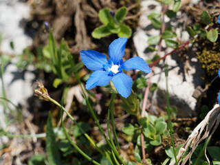 Poster - (Gentiana verna) Gentiane de printemps à inflorescence solitaire en forme d'entonnoir bleu azurfoncé à gorge blanche