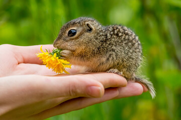 
gopher in hand