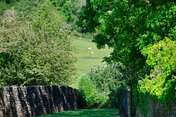 summer in the countryside in Wales