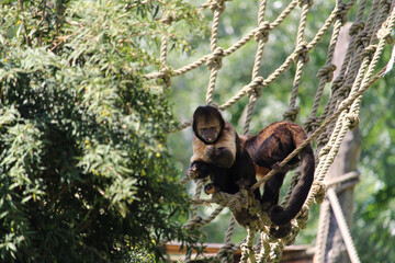 Sticker - Closeup of two black capuchins crawling on the ropes