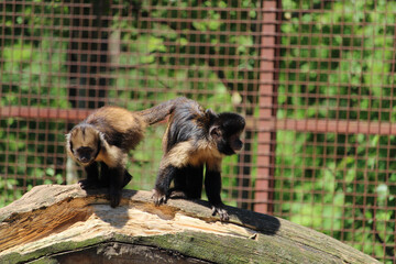 Sticker - Funny black capuchin monkeys resting on the tree trunk in the zoo