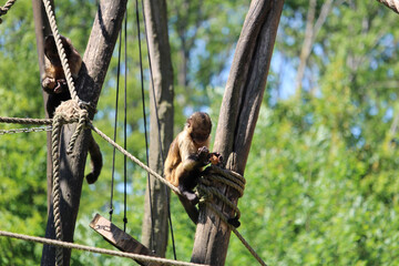 Sticker - Funny scene of furry monkeys sitting on the tree