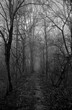 Ścieżka w gęstym lesie