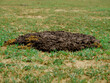 Cow dung lying on grass filed concept mammals shit background.