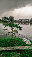 Wall Mural - Vertical shot of green grass and shrub on the river coast - buildings under the clouds in background