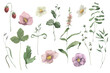 Handpainted watercolor wildflowers and herbs set. Perfect for invitation.