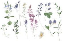 Handpainted Watercolor Wildflowers And Herbs Set. Perfect For Invitation.