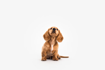 Wall Mural - Long-Haired Dachshund Puppy Isolated on White Background