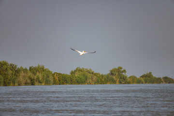 Wall Mural - Pelican flying at Donau Delta on a sunny day