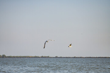 Wall Mural - Pelican flying at Donau Delta on a sunny day