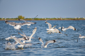 Wall Mural - Pelican flying at Donau Delta on a sunny day