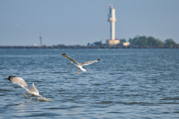 Wall Mural - Pelican flying at Donau Delta on a sunny day