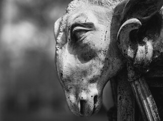  Gargoyle face in profile, close up view in black and white
