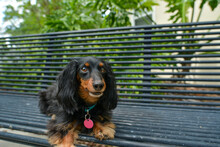 Black Long Hair Mini Dachshund On Park Bench