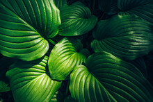 Hosta Green Leaves Top View, Summer Or Spring Plant Foliage Background, Natural Decorative Flower Garden.