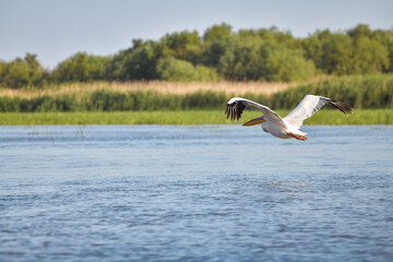 Wall Mural - Pelican flying at Donau Delta on a sunny day