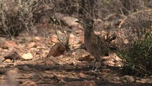 Greater Roadrunner Male Bird Calling Communicating Chattering Bill Clap